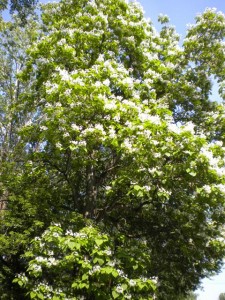 catalpa 2012