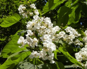 catalpa closeup
