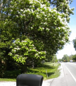 catalpa with road