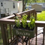 lake basil 2012