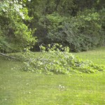 tree fall 001